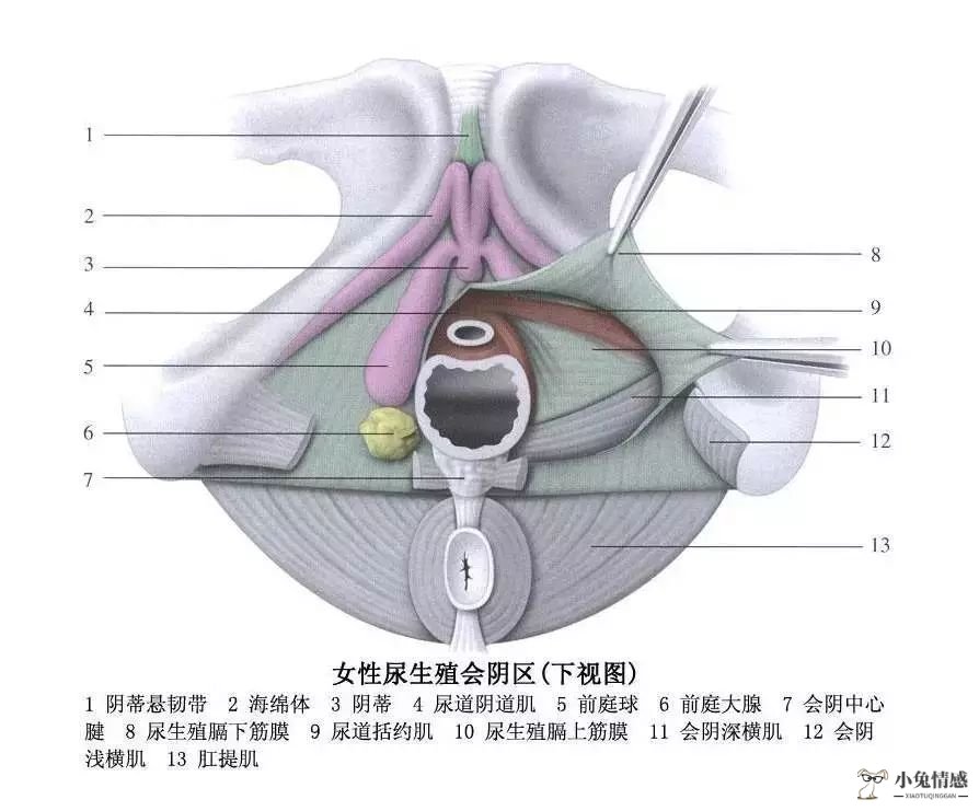 性生活前戏技巧