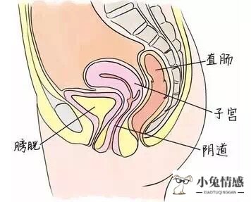 子宫和子宫附件切除后如何保养_子宫切除老公出轨_子宫和宫颈切除后有什么影响