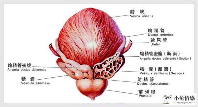 夫妻美女异性精油按摩视频_夫妻性生活前的女性按摩技巧_按摩女性性器官的好处