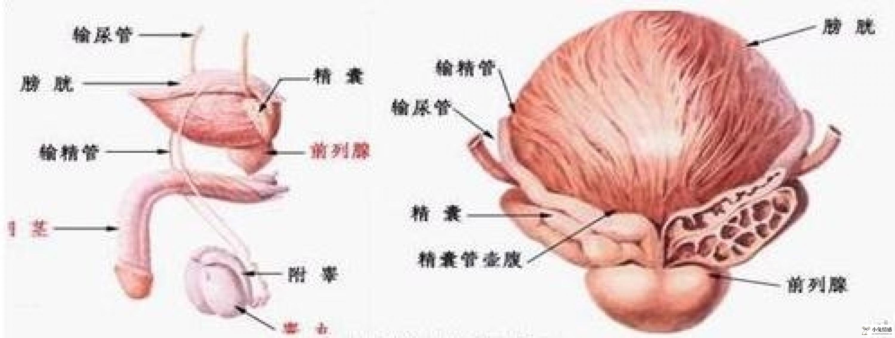 有想法女人智商高么_撒尿给女人看女人有什么想法_一个男人对一个女人的一点想法