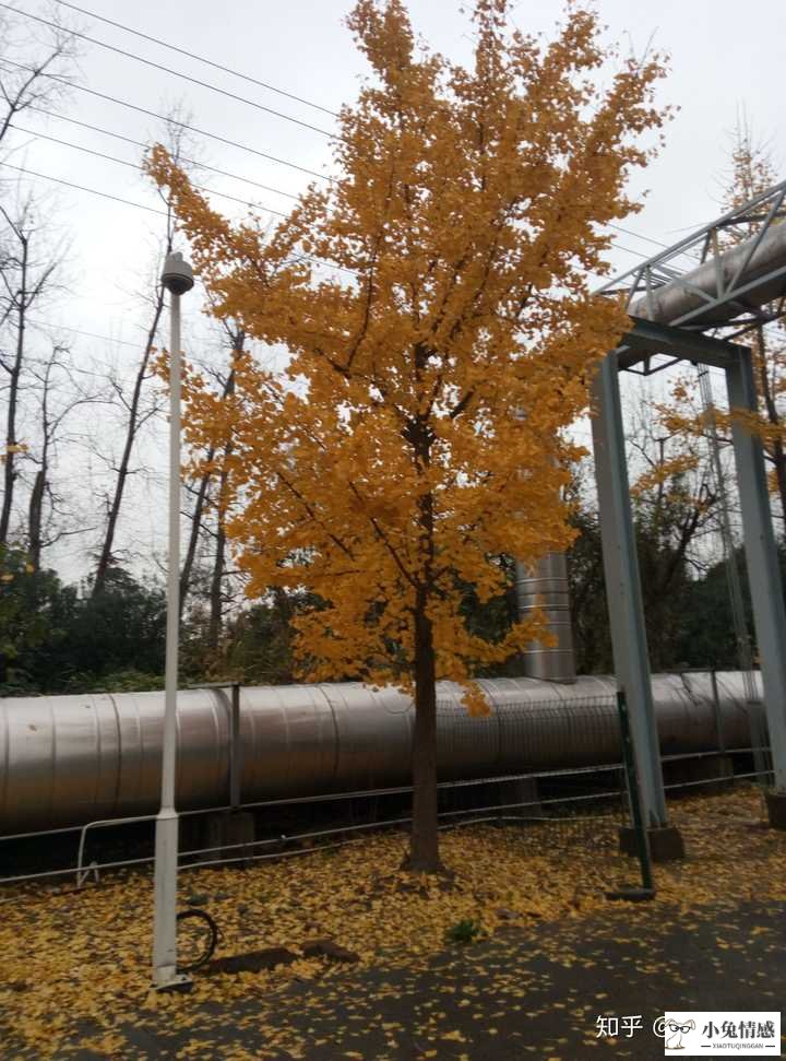 早上怎么给正在追求的女孩发消息