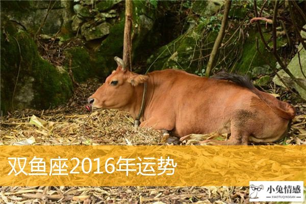 巅峰时刻:双鱼座2016年运势