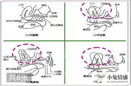 性高手床上技巧图_性生活技巧图_狼智-生活中的狼性生存法则