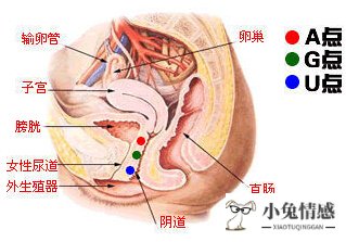 性高手床上技巧图_夫妻性按摩图_夫妻性生活技巧图