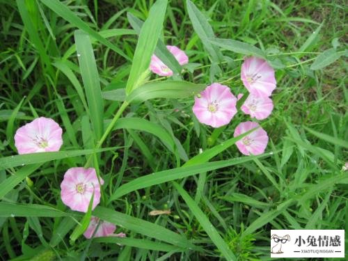 7月中旬，喜鹊尖叫，痴情满满，桃花盛开，3星座余生不分